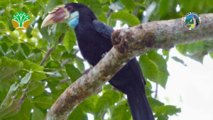 Mengenal Burung Endemik Langka di TN Laiwangi Wanggameti