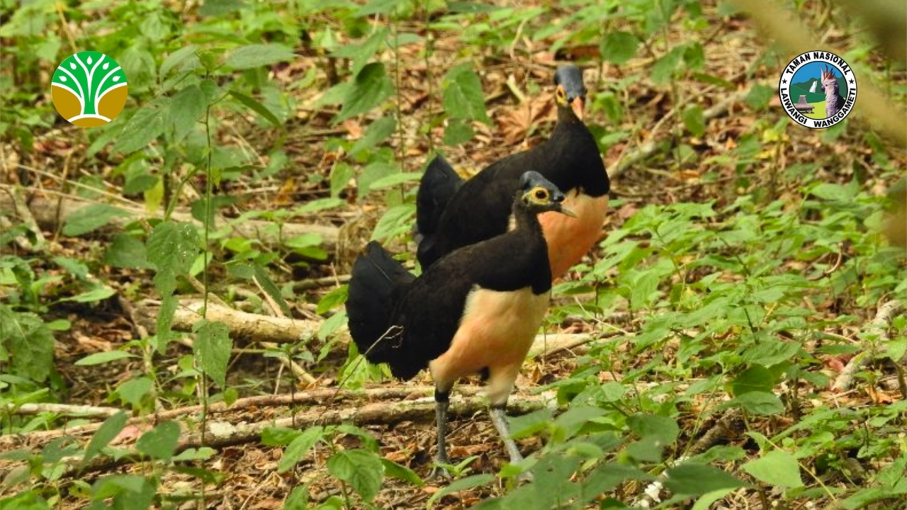 Taman Nasional Bogani Nani Wartabone - Sulawesi Utara