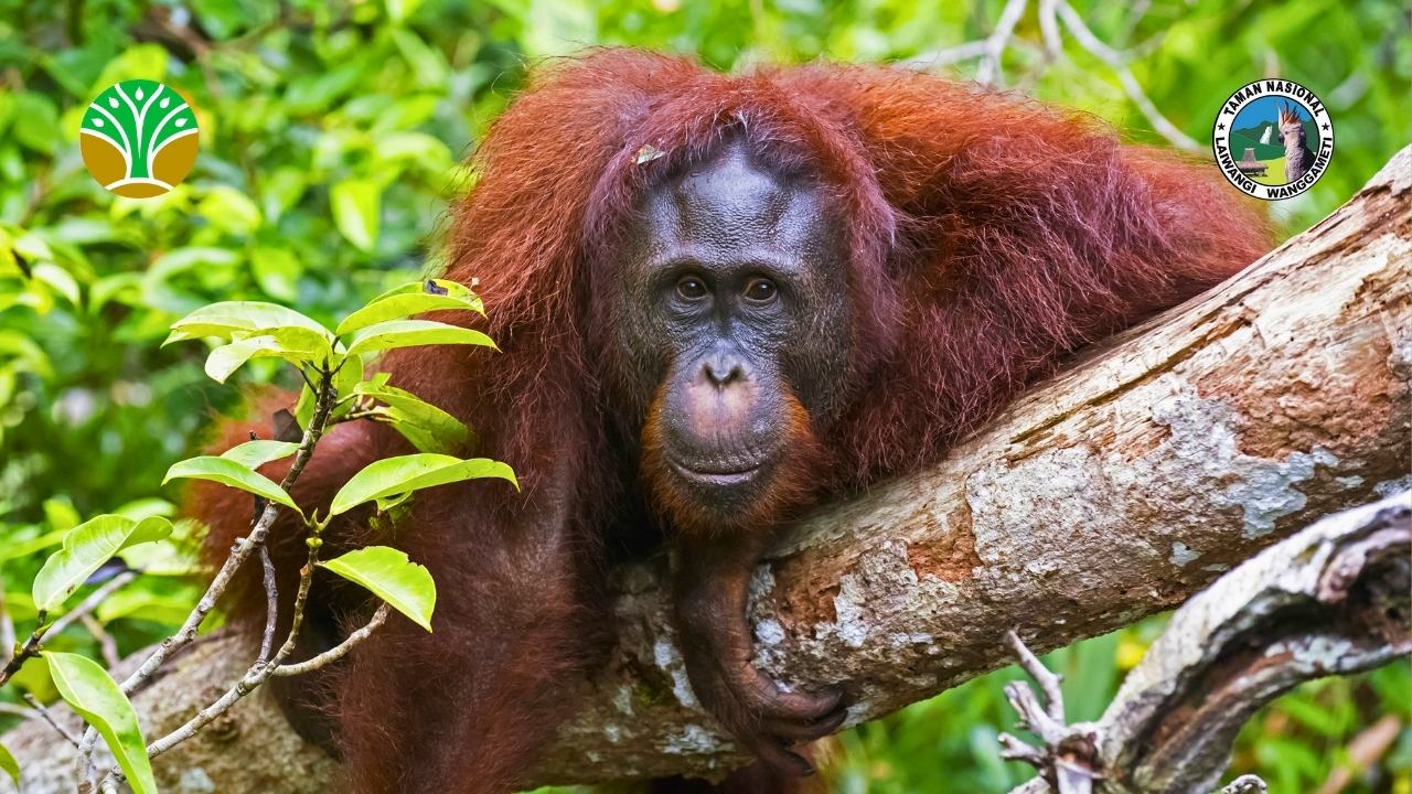 Taman Nasional Tanjung Puting - Kalimantan Tengah
